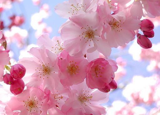 ای گل تر و تازه بهاری